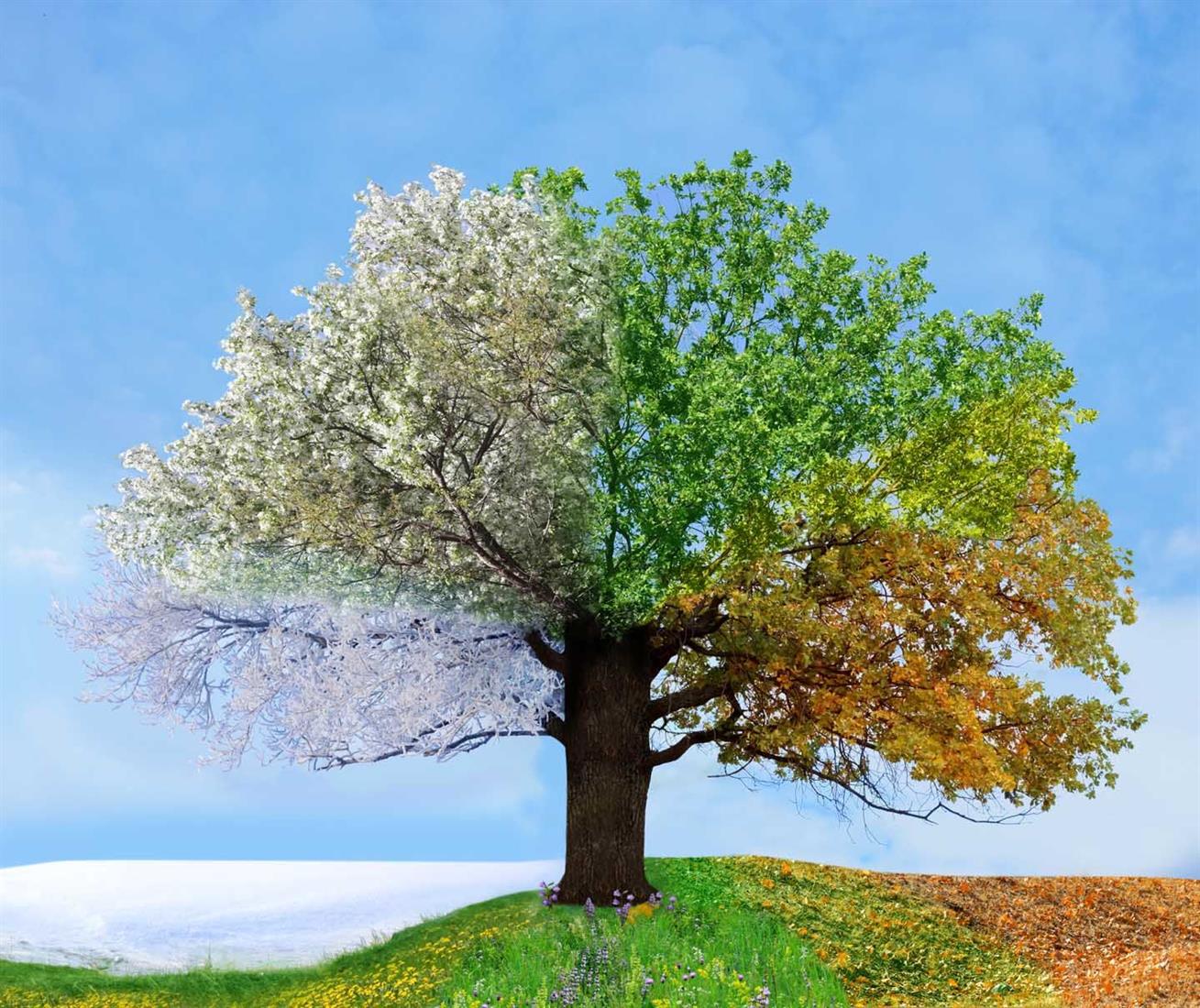 FourSeasonTree
